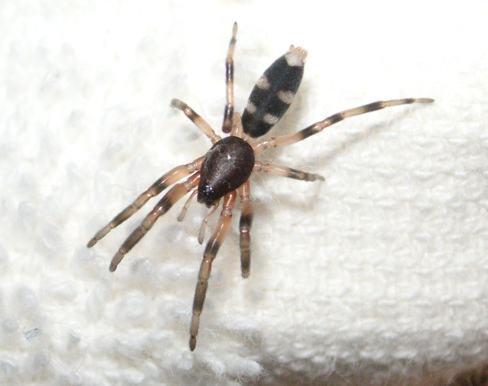 Whitetail spider